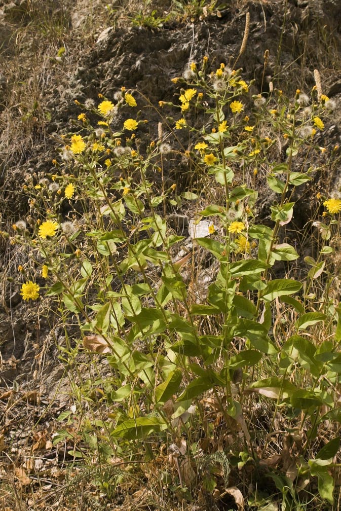 Hieracium prenanthoides / Sparviere a foglie di Prenanthes